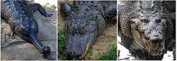Comparison - Crocodilia.jpg