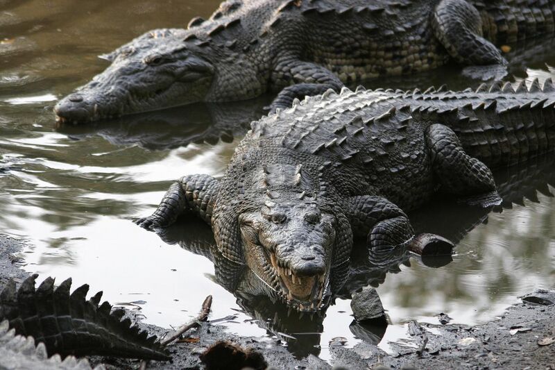 File:Crocodylus acutus jalisco mexico.jpg