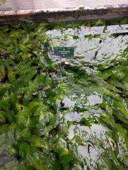 Cryptocoryne walkeri.jpg