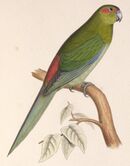 A green parrot with blue-tipped wings, a red back and cheeks, and brown eye-spots