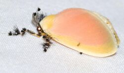 Dalcerid Moth (Dalcera abrasa) (40343228171).jpg