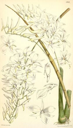 Dendrobium barbatulum.jpg