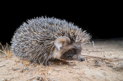 Desert Hedgehog.png