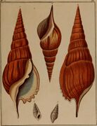 Die Flügelschnecken (Strombea) - in Abbildungen nach der Natur mit Beschreibungen (1845) (20888857476).jpg