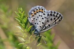 Eastern baton blue (Pseudophilotes vicrama) Macedonia.jpg