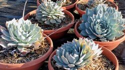 Echeveria peacockii.jpg