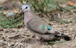 Emerald-spotted Wood Dove, Turtur chalcospilos in Kruger National Park (13877683603).jpg