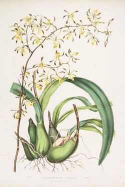 Encyclia alata (as Epidendrum alatum) - Bateman Orch. Mex. Guat. pl. 18 (1842).jpg