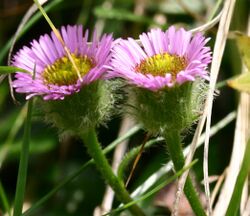 Erigeron alpinus ENBLA01.jpg