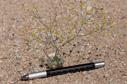 Eriogonum pusillum.jpg