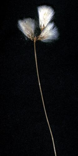Eriophorum gracile NRCS-1.jpg