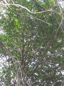 Eurya japonica3.jpg