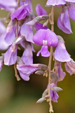 Fabaceae (Cratylia argentea) purple flowers (28655379100).jpg
