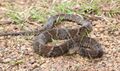 Fer-de-Lance (Bothrops atrox) (39388290454).jpg