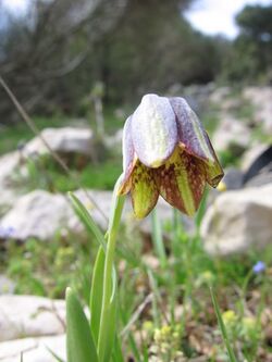 Fritillaria crassifolia.JPG