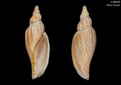 Fulgoraria kaoae (MNHN-IM-2000-20984).jpeg