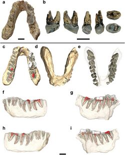 Holotype jaw and premolar