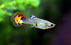 Guppy - Poecilia reticulata.jpg