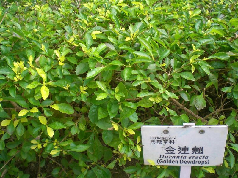 File:HK Sunday Wan Chai Park Verbenaceae Duranta erecta Golden Dewdrops.JPG