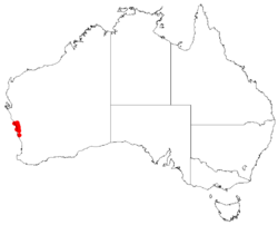 Hakea polyanthemaDistMap110.png