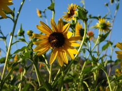 Helianthuscalifornicus.jpg