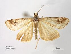 Hellula hydralis dorsal.jpg