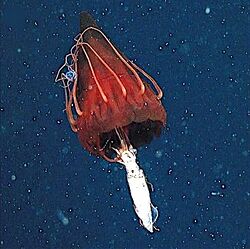 Helmet jellyfish feeding on an armhook squid underwater