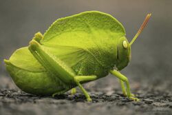 Hooded Grasshoper by Abhimanyu Aradhya.jpg