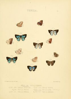 Illustrations of diurnal Lepidoptera 53.jpg