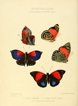 Illustrations of new species of exotic butterflies Agrias & Siderone.jpg