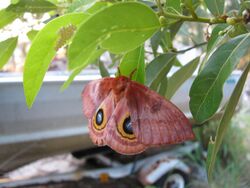 Io moth after laying eggs.JPG