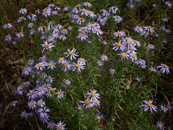 Ionactis linariifolia Arkansas.jpg