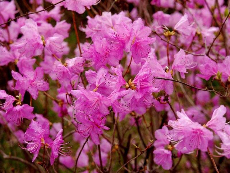 File:Korea-Jindallae-Rhododendron mucronulatum-01.jpg