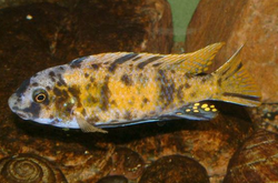 Labeotropheus fuelleborni crop.png