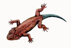 Lanthanosuchus watsoni.jpg