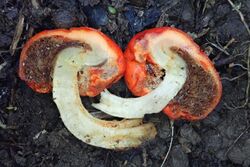 Similar species Leratiomyces erythrocephalus, the Scarlet Pouch Fungus.