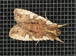 Lithophane oriunda 69064100.jpg