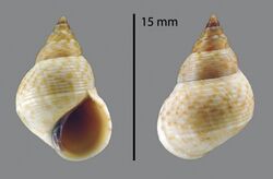 Littoraria undulata (MNHN-IM-2009-2711).jpeg
