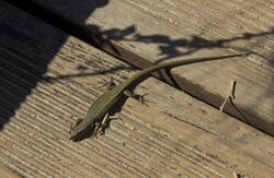 Lizard (32967560821).jpg