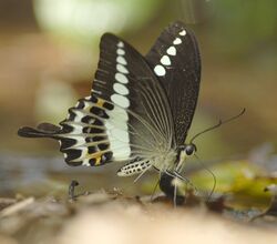 Malabar swallowtail.jpg