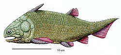 Mamulichthys ignotus22DB.jpg