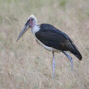 black stork with bald head