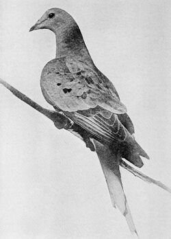 Martha last passenger pigeon 1912.jpg