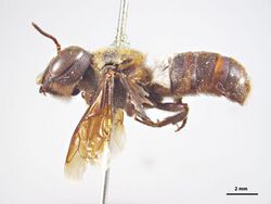 Megachile doddiana.jpg