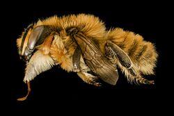 Megachile latimanus, m, side, Maine, Du Clos 2015-12-01-16.27 (24653900840).jpg