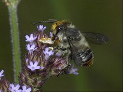 Megachile maculariformis.jpg