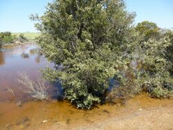 Melaleuca cuticularis (habit).JPG