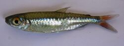 Micralestes sardina Poll, 1938 collected in Zambia by South African Institute for Aquatic Biodiversity2.jpg