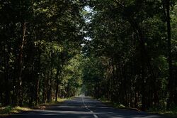 Mothugudem road near Chintoor.jpg