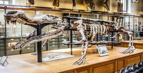 Museum of Natural History Sarcosuchus.jpg